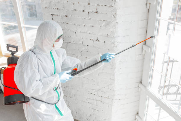 Why You Should Choose Our Mold Remediation Services in Kaumakani, HI